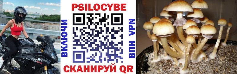 Псилоцибиновые грибы GOLDEN TEACHER  Купить где  Куртамыш 